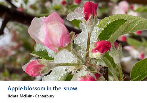 Close-up of pink apple blossoms dusted with fresh snow on a tree branch. Caption: Jicinta McBain, Canterbury.