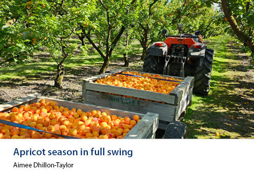 A tractor pulls crates full of freshly harvested apricots through an orchard of lush green trees. Caption: Aimee Dhillon-Taylor.