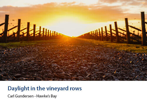 A golden sunrise shining through vineyard posts, casting long shadows on a gravel path between the rows. Caption: Carl Gundersen, Hawke’s Bay.