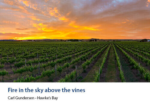 Rows of grapevines stretch into the distance beneath a vivid orange and pink sunset sky. Caption: Carl Gundersen, Hawke’s Bay.