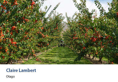 A neatly pruned orchard filled with red fruit, with a tractor parked down the central grassy aisle. Caption: Claire Lambert, Otago.