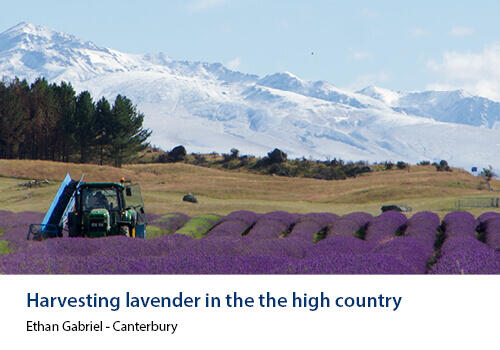 A tractor works through rows of bright purple lavender with snow-capped mountains in the background. Caption: Ethan Gabriel, Canterbury.