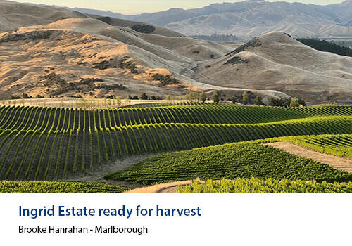 A rolling vineyard in soft evening light, with vibrant green rows of grapevines against golden hills. Caption: Brooke Hanrahan, Marlborough.