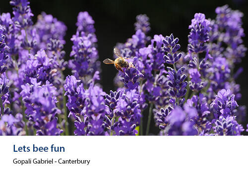A bee collecting nectar from vibrant purple lavender blooms under bright daylight. Caption: Gopali Gabriel, Canterbury.