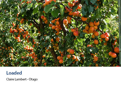 Apricot trees heavily laden with ripe orange fruit, hanging low over green grass rows. Caption: Claire Lambert, Otago.