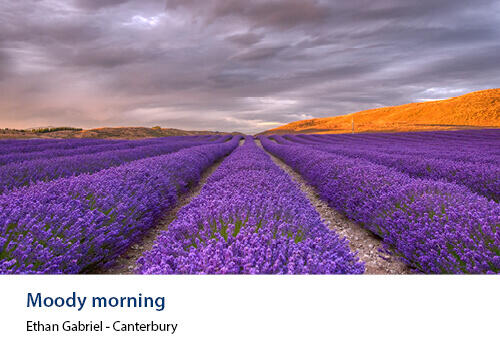 A dramatic sunrise sky over rows of lavender, with golden hills lit by the morning sun in the distance. Caption: Ethan Gabriel, Canterbury.