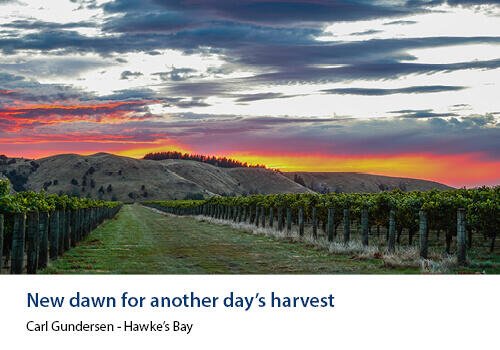 A vineyard row stretches toward distant hills under a dramatic sunrise sky painted with pink and orange hues. Caption: Carl Gundersen, Hawke’s Bay.