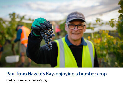 A man in a hi-vis vest and cap proudly holds up a bunch of dark grapes during harvest. Caption: Carl Gundersen, Hawke’s Bay.