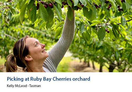 A smiling woman reaches up to pick ripe cherries from a tree in a lush orchard. Caption: Kelly McLeod, Tasman.