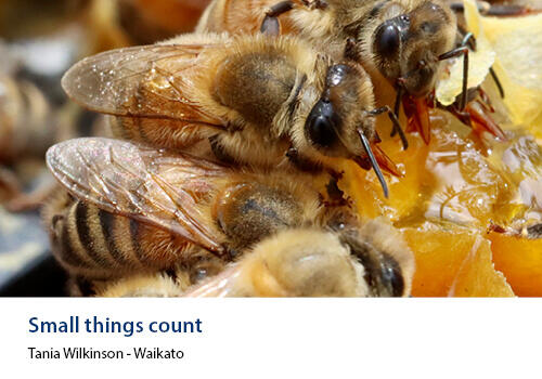 A cluster of honeybees closely gathered on golden honeycomb, sipping nectar. Caption: Tania Wilkinson, Waikato.