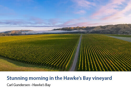 Aerial view of neat vineyard rows lit by early morning light, with fog drifting over distant hills. Caption: Carl Gundersen, Hawke’s Bay.