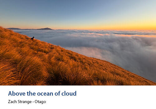 A lone dog stands among golden tussock on a steep slope above a thick sea of clouds at sunrise. Caption: Zach Strange, Otago.