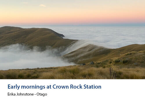 Soft mist rolls over golden hills during sunrise at Crown Rock Station. Caption: Erika Johnstone, Otago.