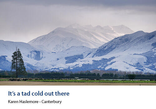 Snow-covered mountains tower over a frosty rural landscape with fields and pine trees in the foreground. Caption: Karen Haslemore, Canterbury.
