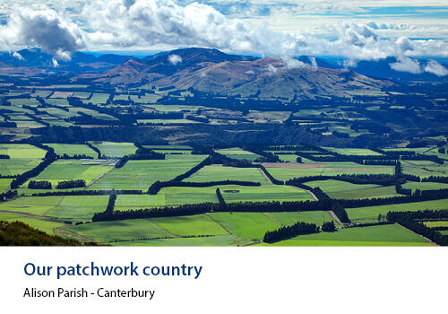 A sweeping view of green and gold paddocks in Canterbury, separated by hedgerows and trees, like a quilted landscape. Caption: Alison Parish, Canterbury.