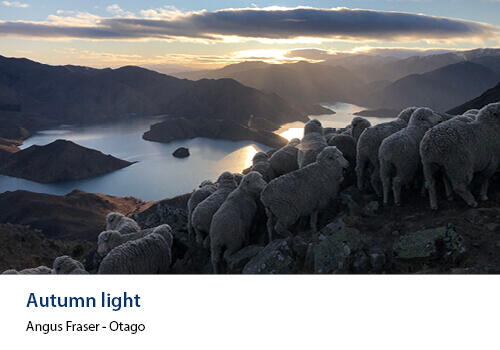 A flock of sheep stands silhouetted on a high ridge at sunset, overlooking a lake and island-filled basin. Caption: Angus Fraser, Otago.