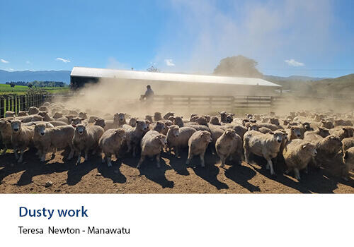 A large mob of sheep stirs up clouds of dust outside a woolshed on a bright sunny day. Caption: Teresa Newton, Manawatu.
