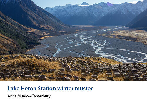 Hundreds of sheep move across golden grass above a braided river and snowy peaks. Caption: Anna Munro, Canterbury.