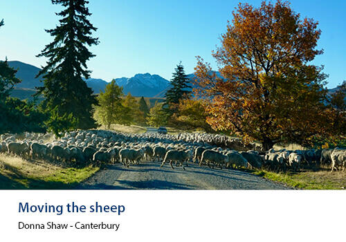A large flock of sheep being moved along a rural gravel road, surrounded by tall pine and autumn-coloured trees, with snow-capped mountains in the background under a clear blue sky.