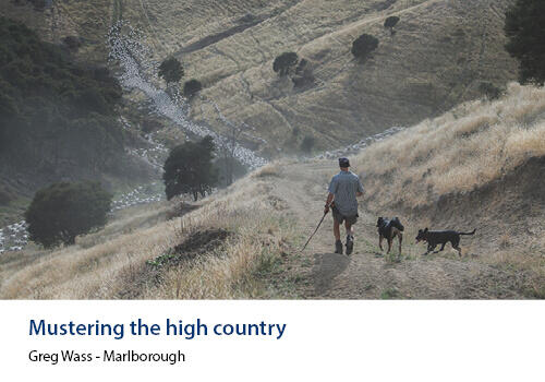 A shepherd walks his dogs down a hillside behind a flock of sheep