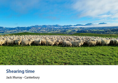 A flock of sheep in a lush paddock with a blue sky above