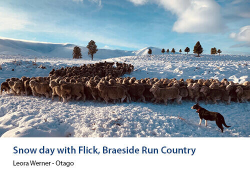 A flock of sheep herded by a farm dog on a snow-covered field