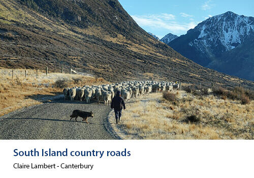 Sheep being herded down a country road with mountains in the background