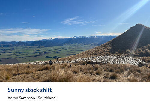 A vast tussock filled landscape with a flock of sheep moving across the range