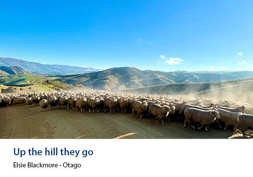 A dusty flock of sheep moving up a winding hill track, set against rolling golden hills and a bright blue sky in Otago’s rural landscape.