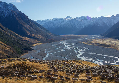 "Lake Heron Station winter muster" (Canterbury)  Hundreds of sheep move across golden grass above a braided river and snowy peaks. Caption: Anna Munro, Canterbury.