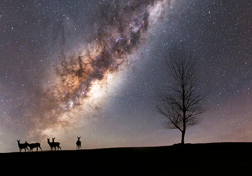 "Astro Deer" (Waikato)  Silhouettes of deer standing under a vivid night sky filled with stars and the Milky Way, next to a lone tree. Caption: Dan Mickleson, Waikato.