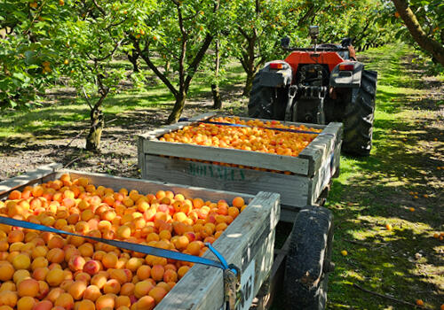 "Apricot season in full swing" (Aimee Dhillon-Taylor)  A tractor pulls crates full of freshly harvested apricots through an orchard of lush green trees. Caption: Aimee Dhillon-Taylor.