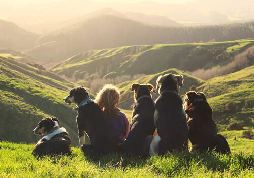 Young girl and dogs (Wairarapa)  A child sitting on a hillside alongside five dogs, all looking out over green valleys at sunset. Caption: “Best mates at Awatahuna Farm in Wairarapa” – Charmaine Will, Wellington.