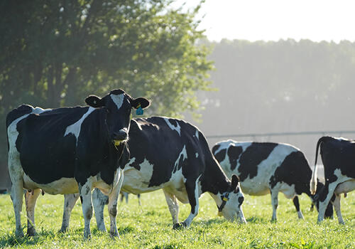 "The Happibank herd" (Canterbury)  Several black and white dairy cows grazing on dew-covered grass in soft morning light. Caption: Sarah Woodley, Canterbury.