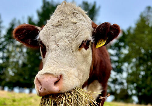 a close up of a Hereford eating grass