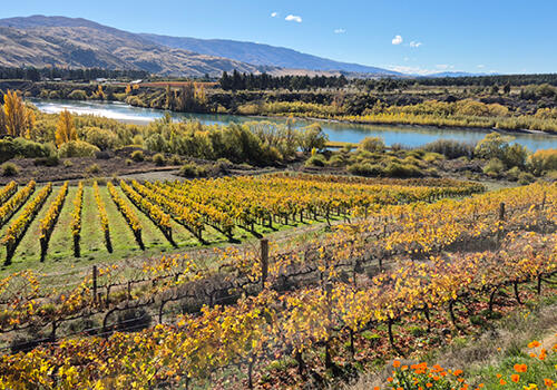 "Autumn in Central Otago" (Ilka Seebeck, Otago)  Rows of golden grapevines stretch toward a calm river surrounded by trees in full autumn colour, with distant hills under a bright blue sky. Caption: Ilka Seebeck, Otago.