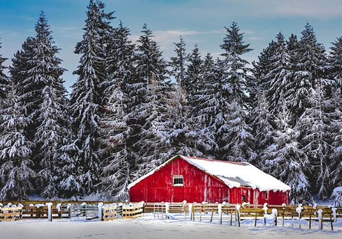 "No shearing for a while here" (Canterbury)  A red woolshed sits blanketed in snow beside frosted trees, underlining the wintery conditions. Caption: Saran Varnakomala, Canterbury.