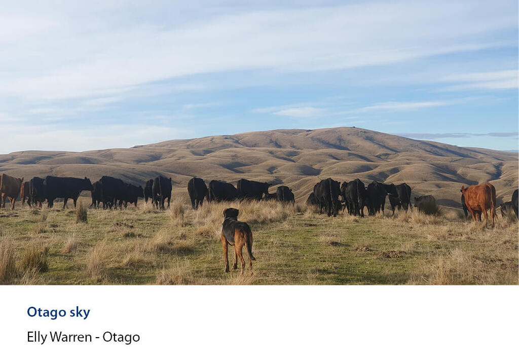 Farm dog watching a mob of cattle spread across rolling tussock hill country.