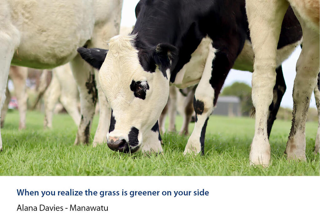 Close-up of a cow grazing with the herd standing around her.