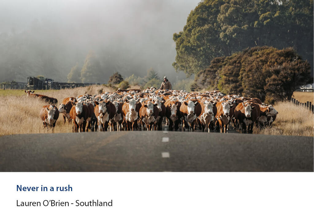 Mob of cattle walking up a sealed road with a farmer following in the mist.