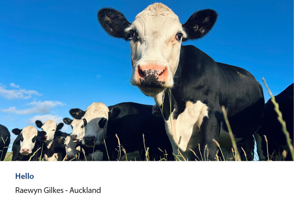 Cow leaning towards the lens from below with four more behind under blue sky.