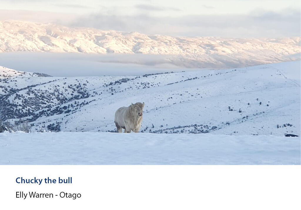 White bull standing alone on a snow-covered high country face with ranges beyond.