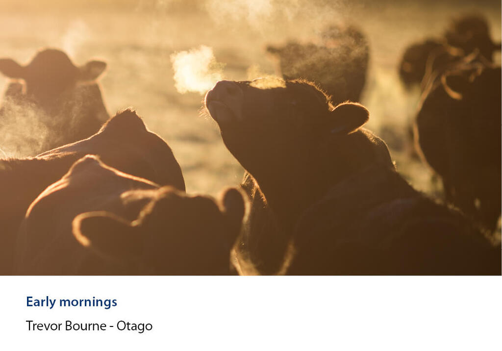 Backlit cattle at dawn, one with its breath steaming in the cold air.