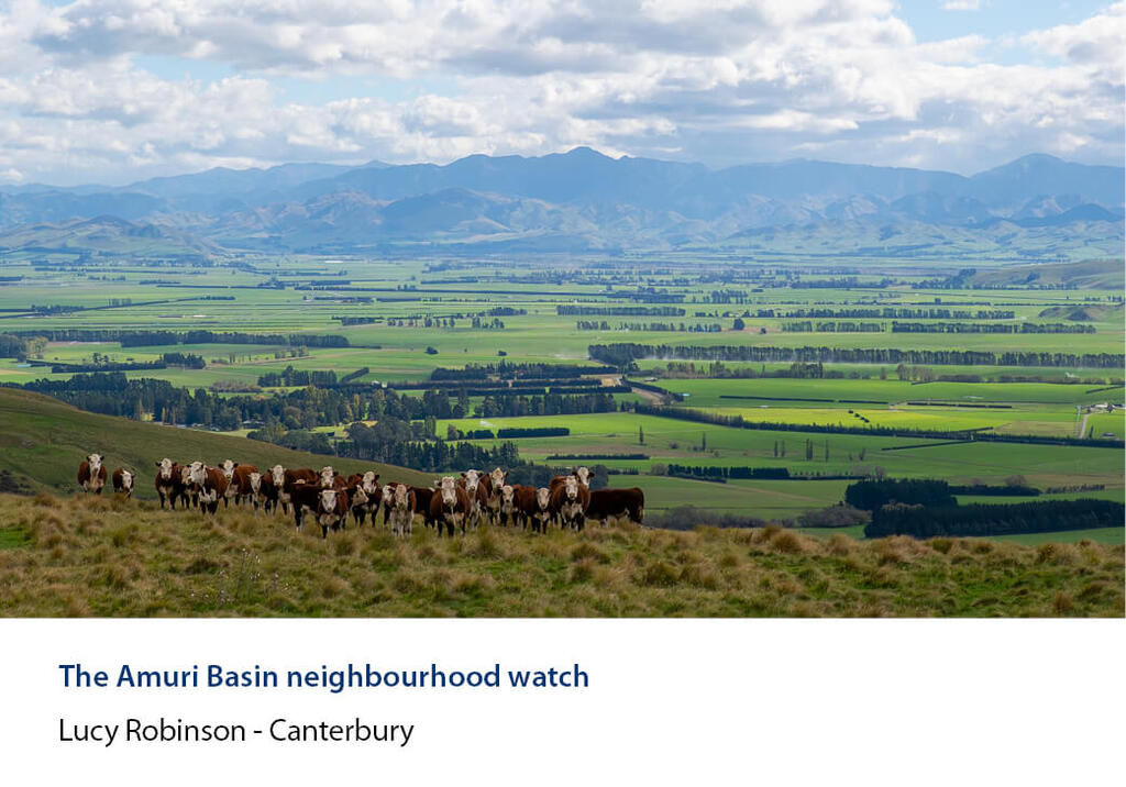 Line of cattle on a tussock ridge above the Amuri Basin and distant ranges.