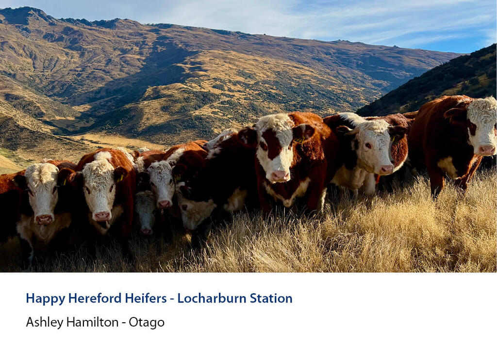 Heifers lined up in dry tussock below a steep mountain face at Locharburn Station.