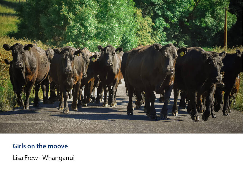 Cattle walking down a shaded country road between grassy verges.