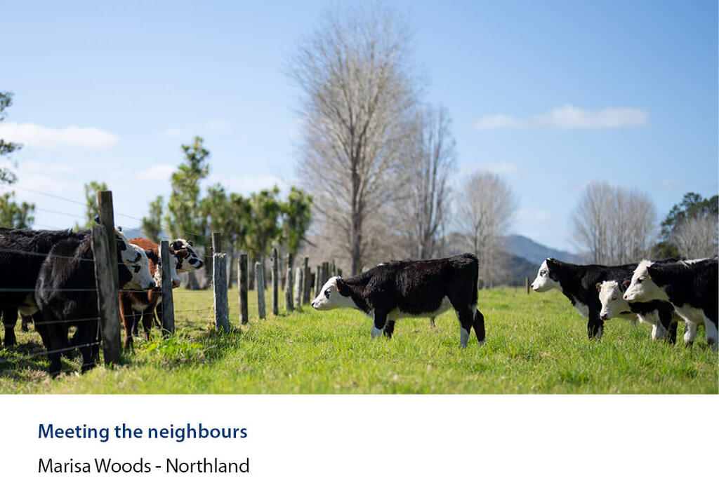 Calves meeting across a wire fence line in a paddock.