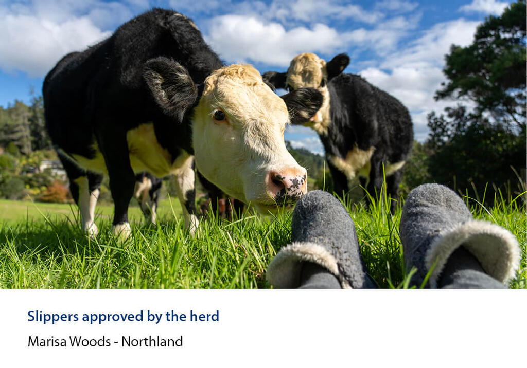 Two curious cattle nosing towards a person's slippered feet in long grass.