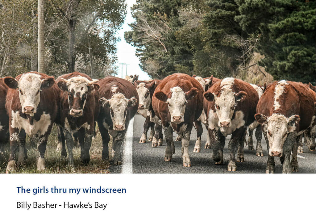 Mob of hereford cattle filling a country road.