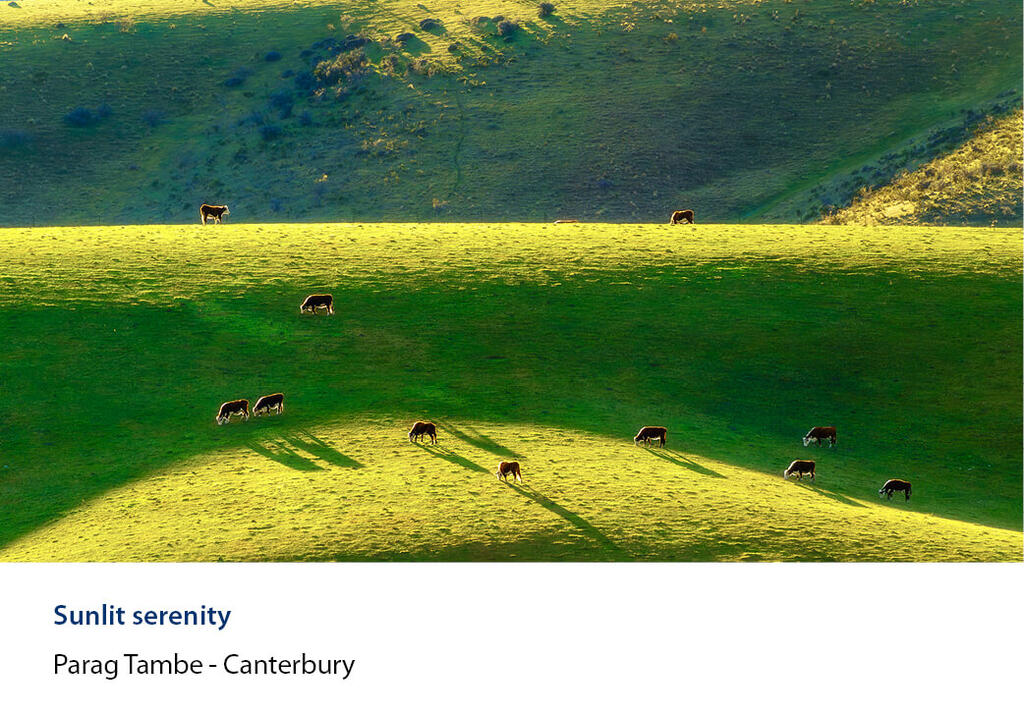 Grazing cattle scattered across sunlit hills.